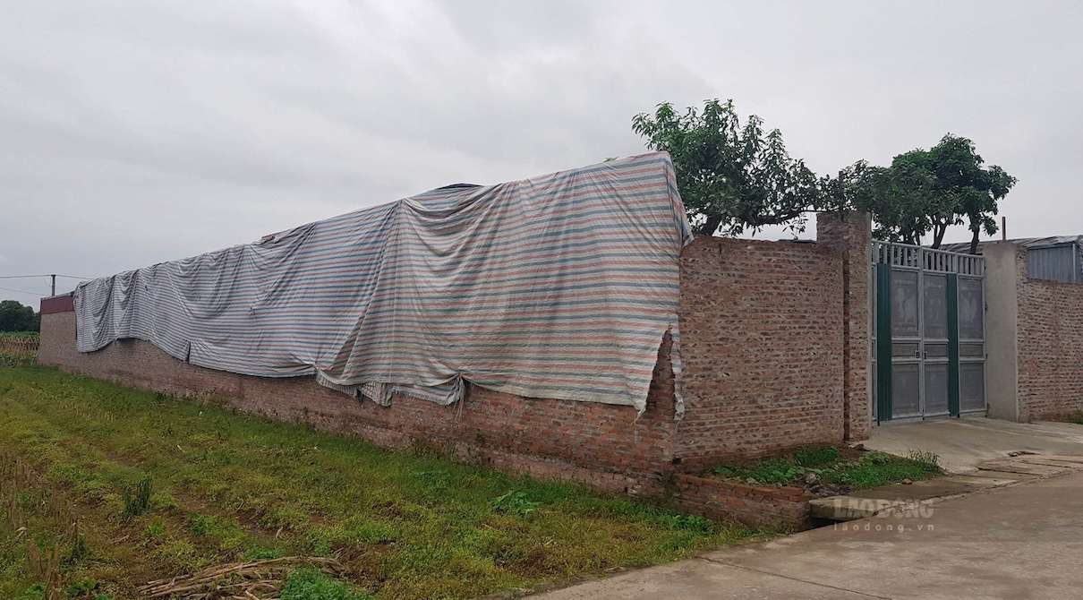 Agricultural land in residential areas is often called "interspersed land". Illustrative photo: Phan Anh