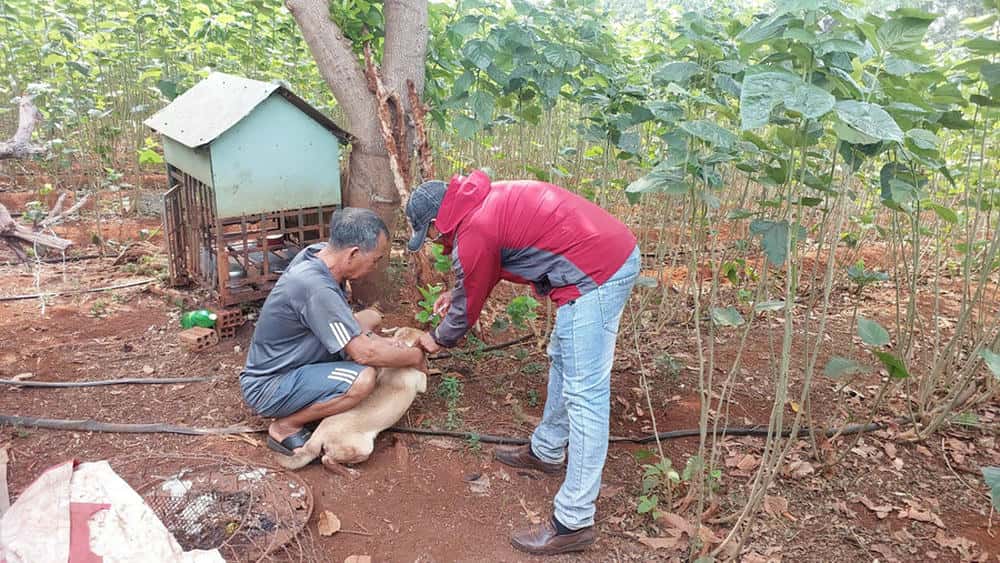 La gente vacuna a perros y gatos contra la rabia en Jalai. Imagen de Nguyen Diep