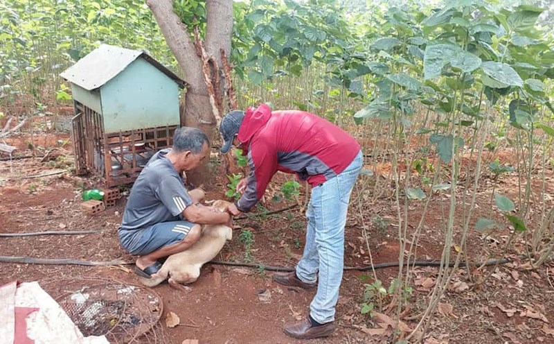People get vaccinated against rabies for dogs and cats in Gia Lai. Photo: Nguyen Diep
