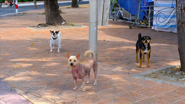 El distrito de Sochon tiene el mayor numero de perros y gatos de Hanoi. Ilustracion de Phong Linh