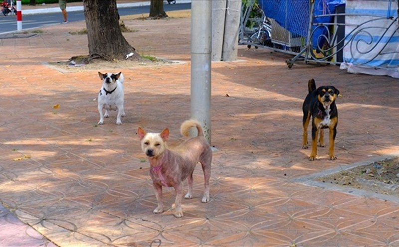 Soc Son district has the largest herd of dogs and cats in Hanoi. Illustrative photo: Phong Linh
