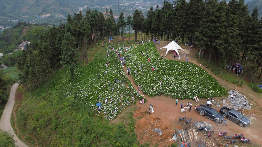 The hydrangea flower garden of about 3,000 m2 is in full bloom. Photo: Ha Thang