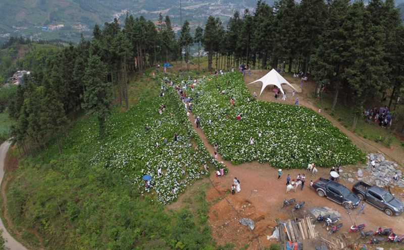 The hydrangea flower garden of about 3,000 m2 is in full bloom. Photo: Ha Thang