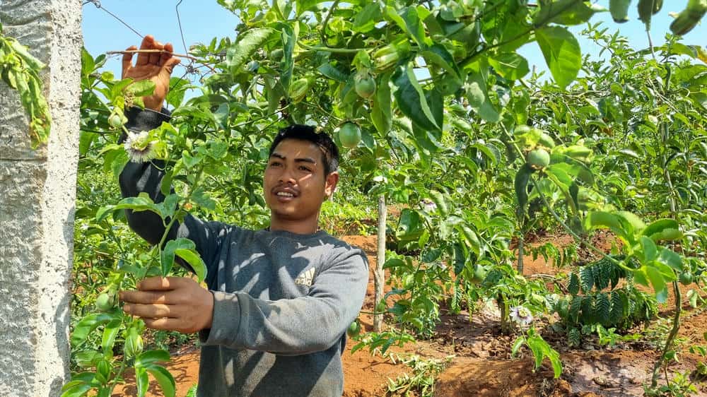 Gia Lai people grow passion fruit to supply the export market abroad. Photo: Thanh Tuan