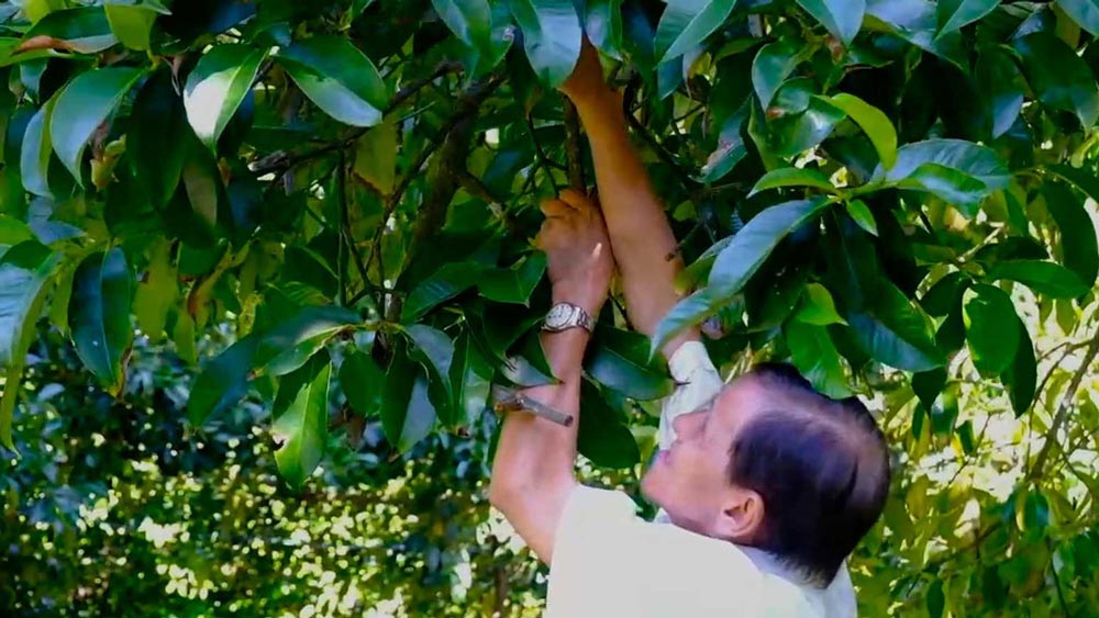 To prevent risks, gardeners do not harvest raw bamboo shoots in large quantities but mainly for ripe consumption. Photo: My Ly