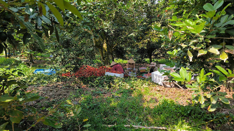 The whole Long Ho district, Vinh Long province has over 1,700 hectares of various shrimp and ruoi. Photo: Hoang Loc