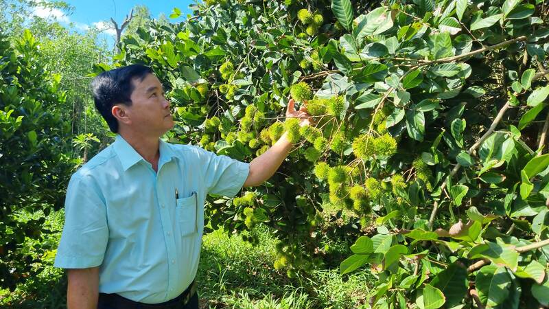 Toan huyen Long Ho co tren 1.700 ha trong cac loai chom chom nhung hien tai chi co 4,5ha chom chom dang cho trai thu hoach. Anh: Hoang Loc