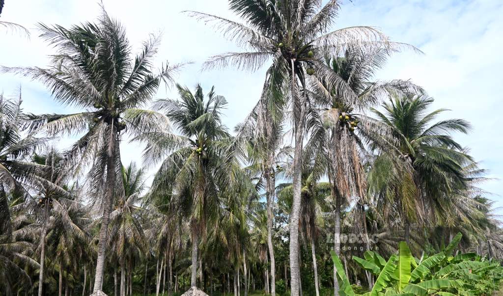 Los agricultores de coco en Ben Tre esperan recibir apoyo pronto para restaurar la produccion causada por la epidemia con cabeza de negro. Foto: Thanh Nhan