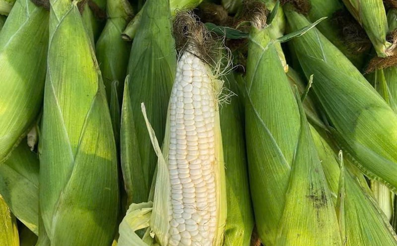 Corn silk water helps cool the liver and nourish the kidneys, so drink it every day. Photo: Quang Minh.