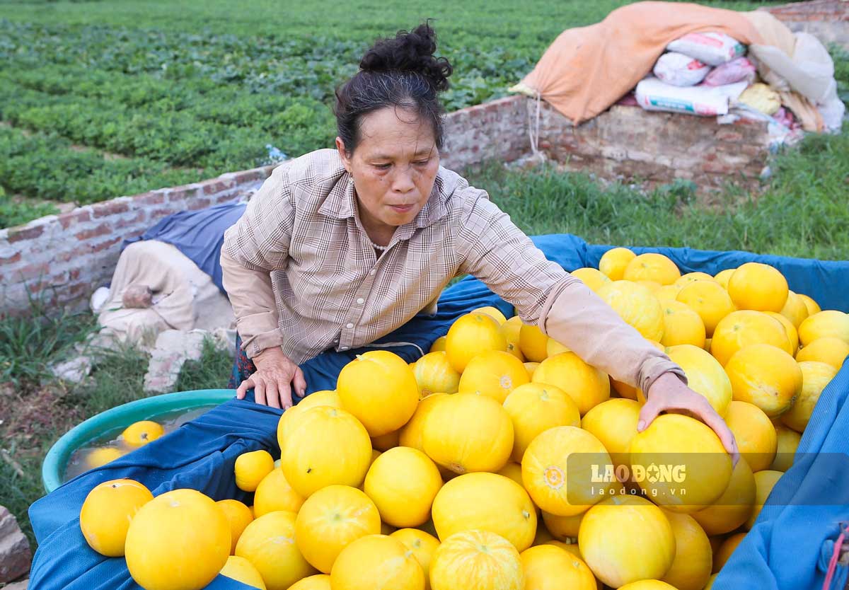 Dua vao mua phat trien nhanh nen nguoi dan phai hai theo tung ngay. Anh: Ha Vi