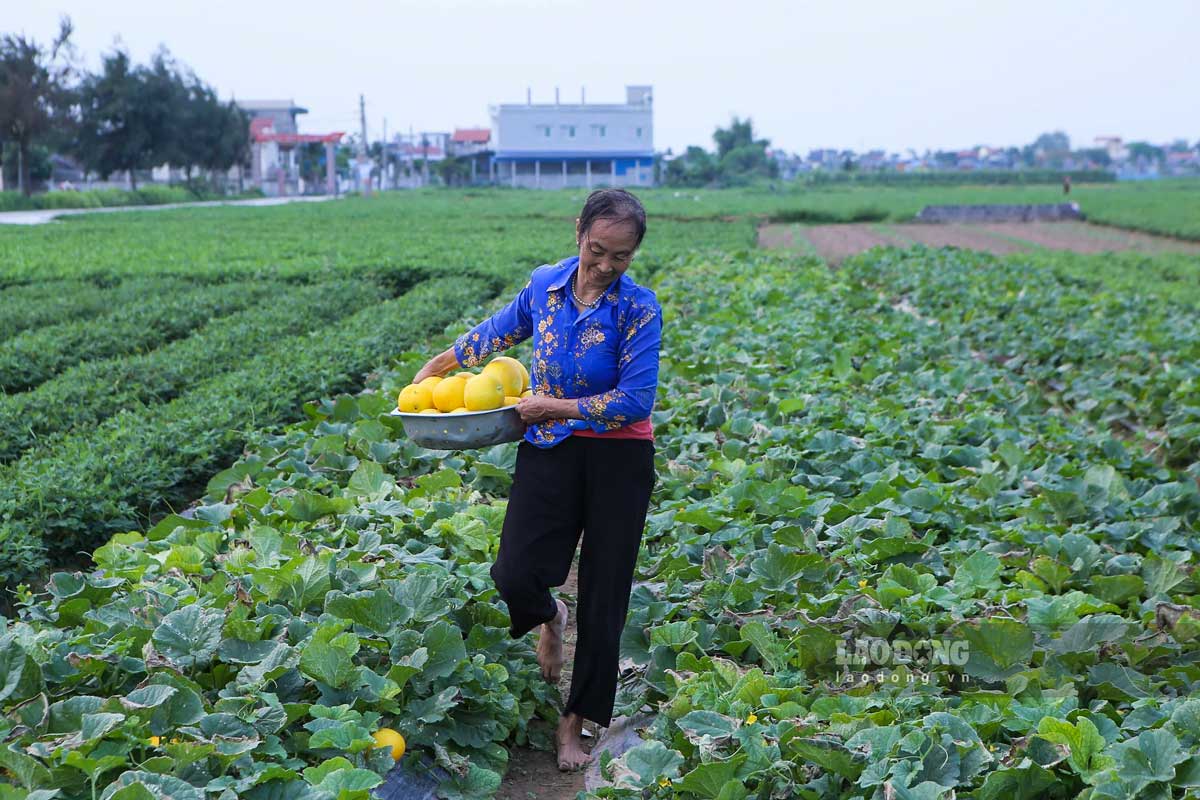 People take advantage of harvesting melons in the early morning or late afternoon to avoid the hot sun. Photo: Ha Vi