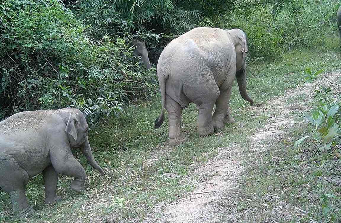 Đàn voi rừng ở Đồng Nai có số lượng khoảng 25-27 con. Ảnh: Minh Đức