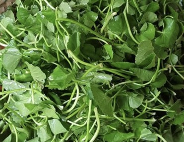 Rau má được cho là làm mát gan, tốt cho thận nhưng cần lưu ý khi sử dụng. Ảnh: Kiều Vũ