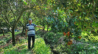 Many farmers feel regretful that ruoi ruoi is purchased at a high price, but there is nothing to sell. Photo: Hoang Loc