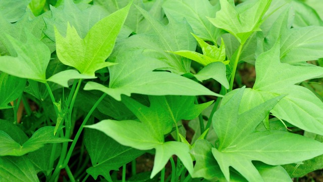 Sweet potato leaves help detoxify and cool down very well. Photo: THANH SON