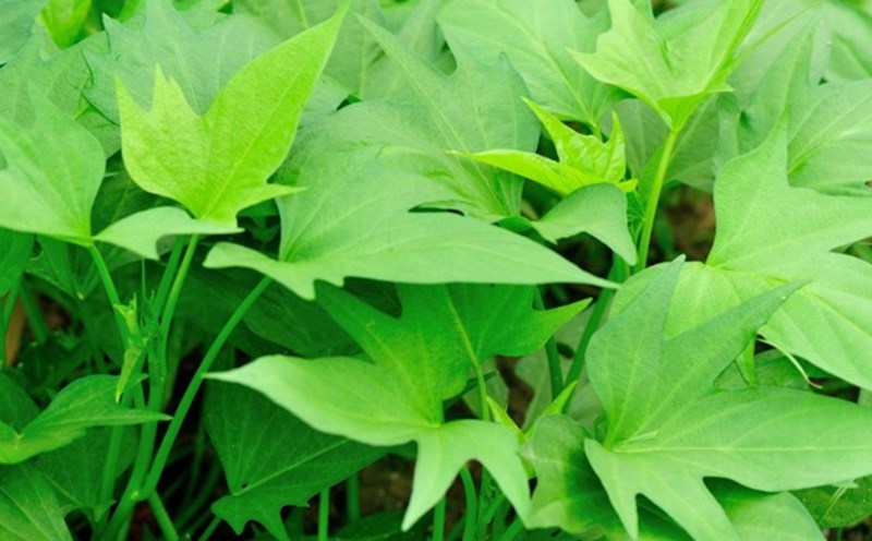 Sweet potato leaves help detoxify and cool down very well. Photo: THANH SON