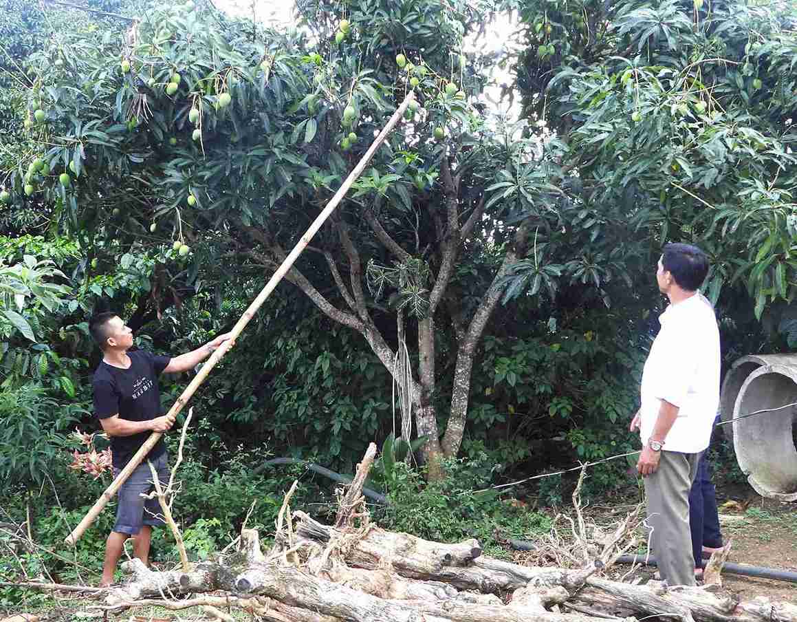 Nguon thu cay an qua da va dang giup nhieu ho dan ngheo o huyen phat trien kinh te. Anh: Bao Trung