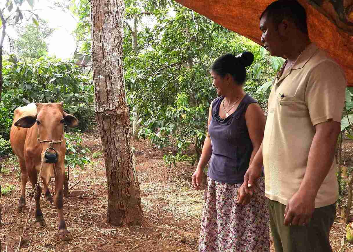 Las vacas reproductoras son uno de los medios de vida para ayudar a las personas en el distrito de Krong Nang a escapar de la pobreza. Foto: Phan Tuan