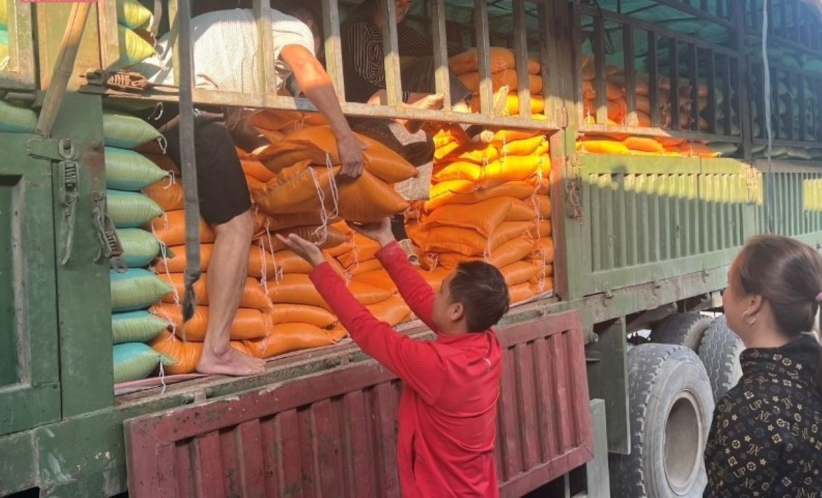 People in Muong Lat district receive rice according to the forest protection policy. Photo: Do Duc