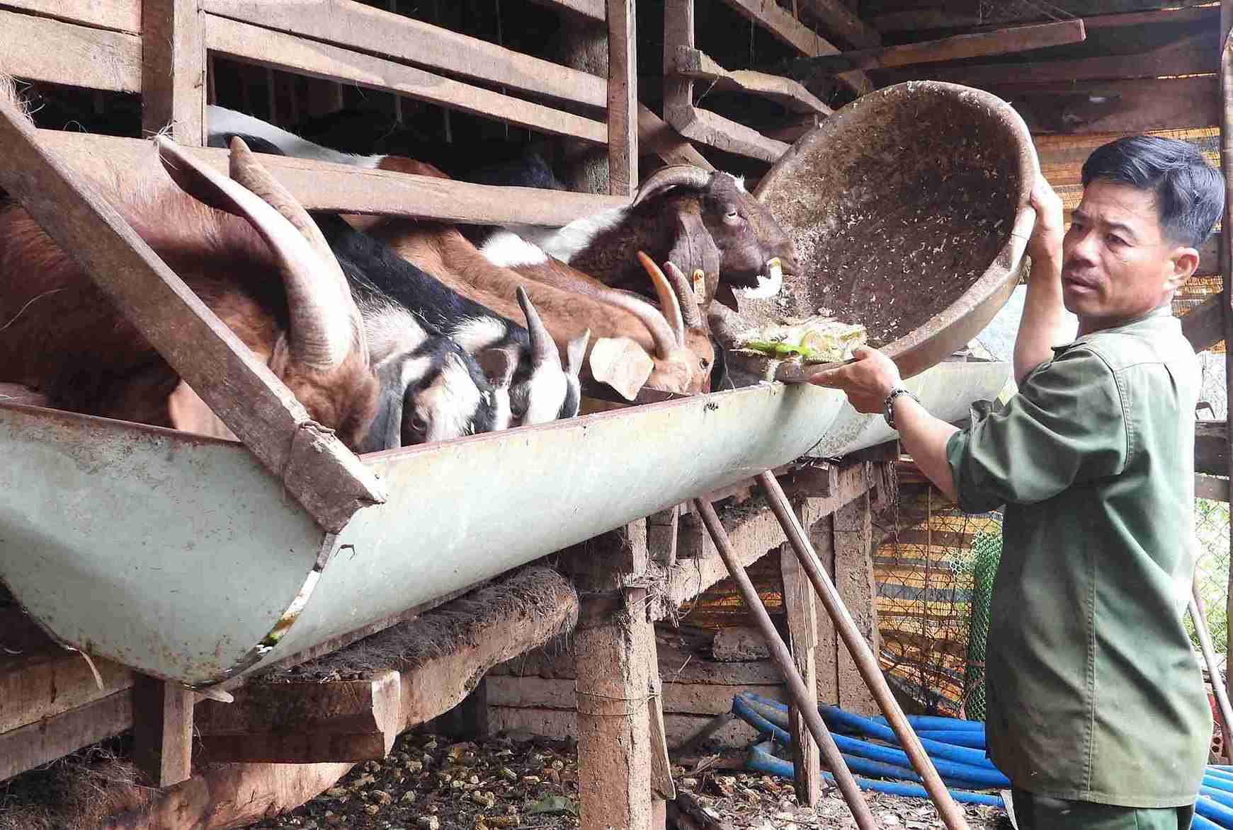 La familia del Sr. Tang Van Thang (distrito de Krong Nang, provincia de Dak Lak) escapo de la pobreza gracias al modelo de levantamiento de cabras. Foto: Phan Tuan
