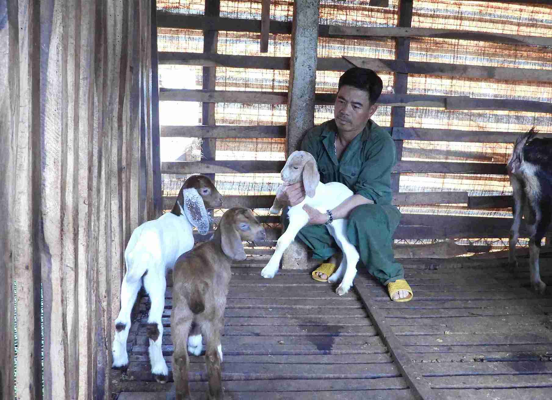Dan de cua anh Thang phat trien khoe manh, sinh san tot. Anh: Bao Trung
