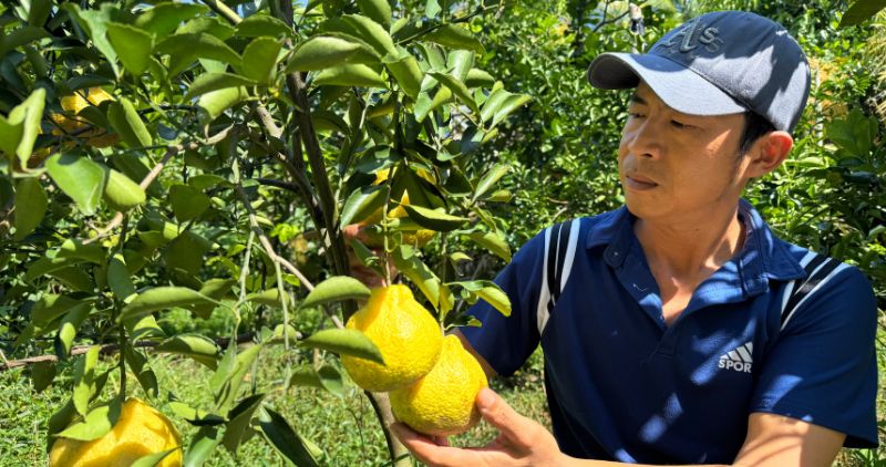 A farmer in Vung Liem district has successfully propagated Northern agricultural products in his hometown of the West. Photo: Hoang Loc