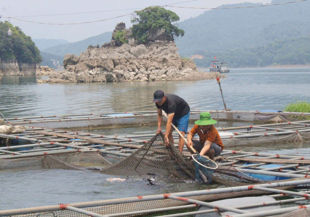People in Thung Nai commune (Cao Phong) prune fish to harvest size to minimize risks when the water level of Hoa Binh Hydropower Reservoir continues to drop. Photo: Binh Khang