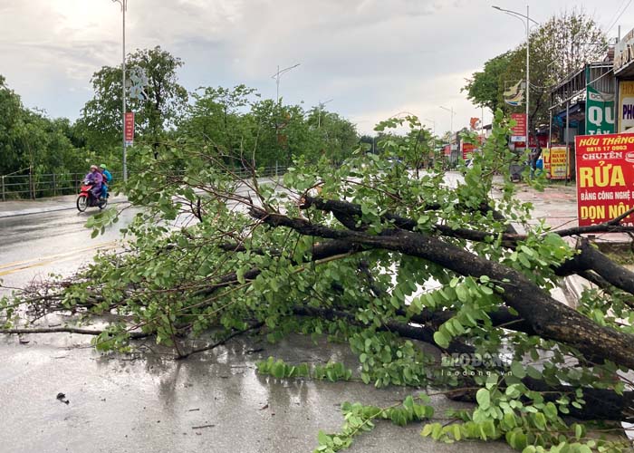 La fuerte lluvia en la tarde del 21 de mayo hizo que los arboles se rompieran en la ciudad de Dien Bien Phu. Foto: Quang dat