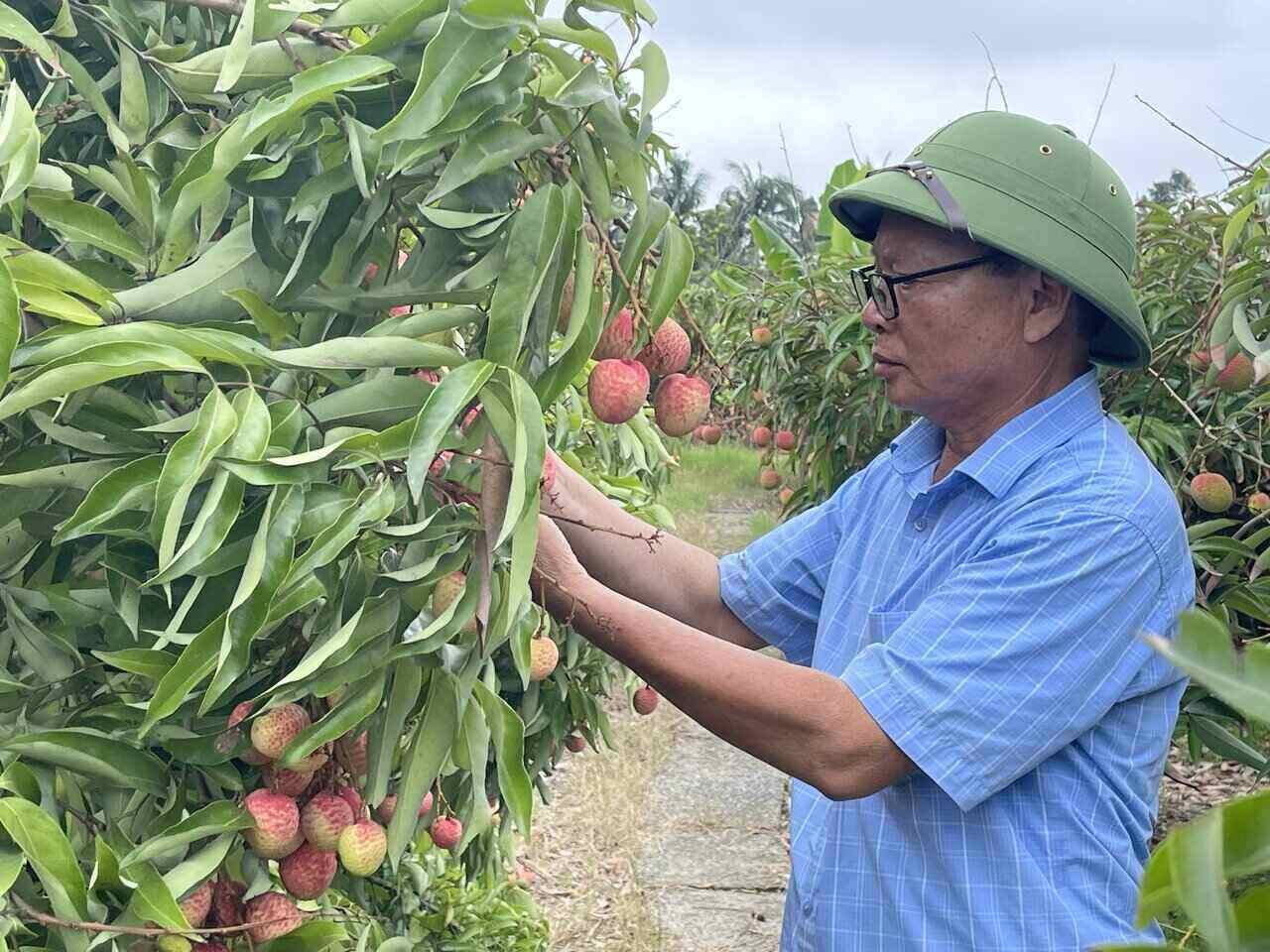 Los agricultores Hai Duong estan ocupados con la tela, listos para la temporada de cosecha. Foto: Mai Huong