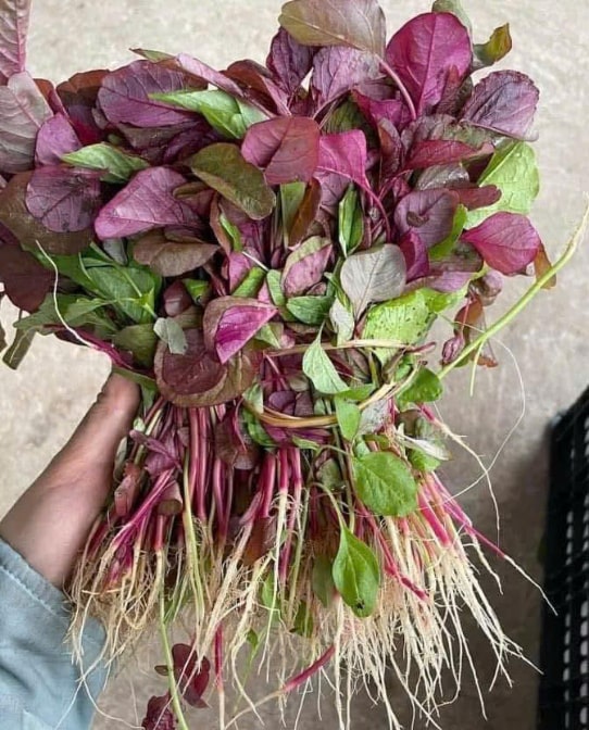 Red amaranth can help detoxify the liver thanks to its rich antioxidants, minerals... Photo: Truc Linh.
