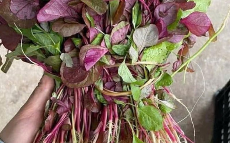 Red amaranth can help detoxify the liver thanks to its rich antioxidants, minerals... Photo: Truc Linh.