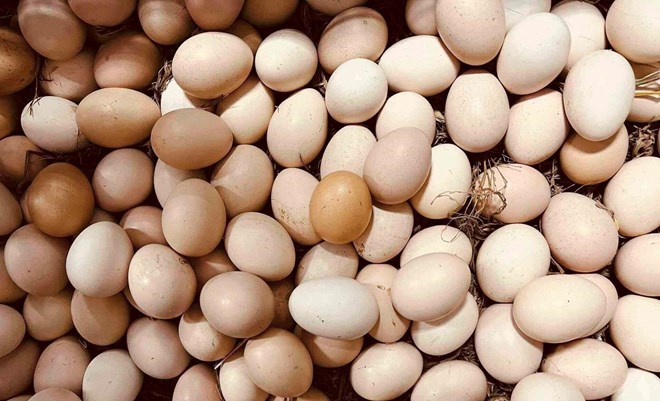 According to experts, real eggs are very cheap, so no one makes fake eggs. Photo: Kieu Vu