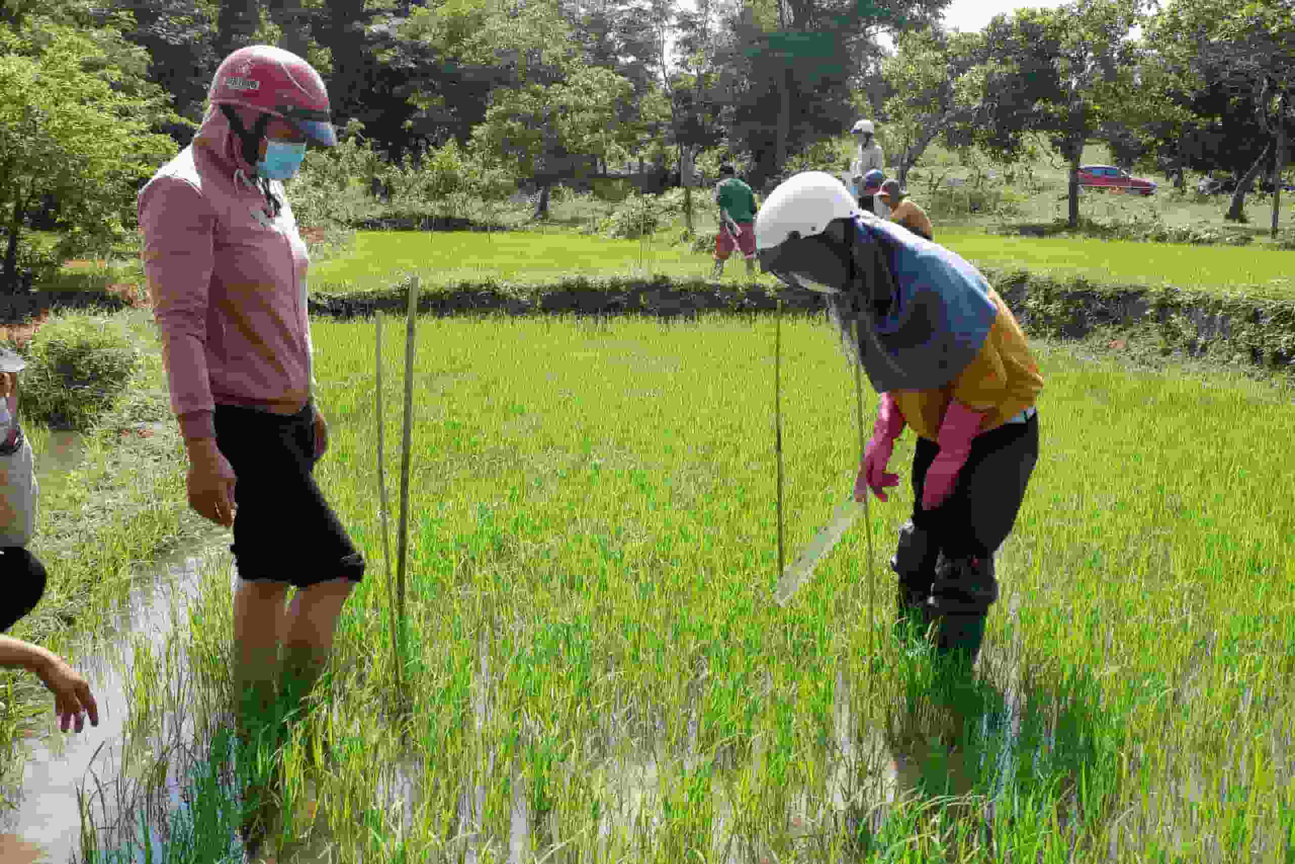 Hướng dẫn kỹ thuật chăm sóc cây lúa giúp người dân chủ động làm việc, nâng cao năng suất. Ảnh: Bảo Lâm 
