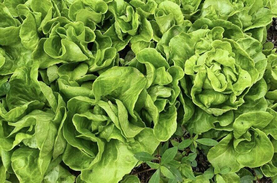 Eating lettuce properly will help control blood sugar. Photo: Ha Anh