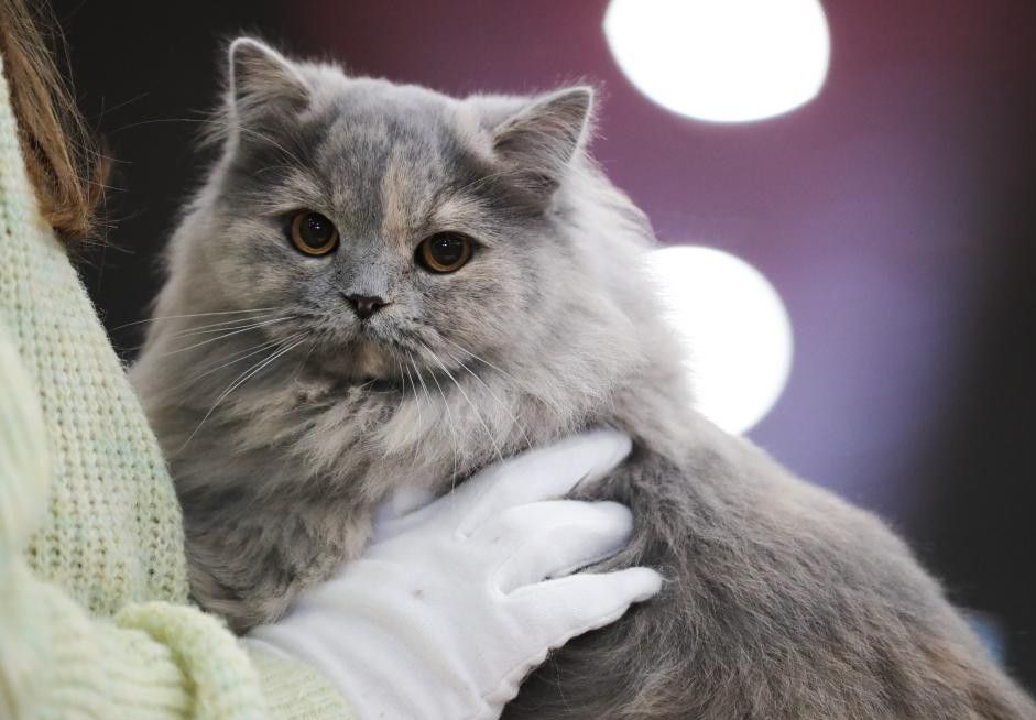 Advertencia La influenza aviar H5N1 se esta extendiendo a los gatos y puede convertirse en una pandemia mortal. Foto: Xinhua