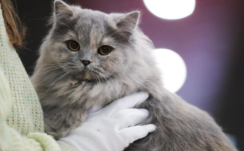 Warning that H5N1 avian influenza is spreading to cats and could become a deadly pandemic. Photo: Xinhua