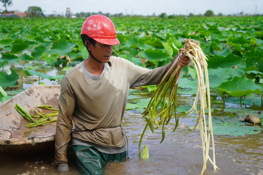 Mr. Vu Van Vi harvested lotus tiles during the day, selling them for 55,000-60,000 USD/kg. Photo: Mai Dung