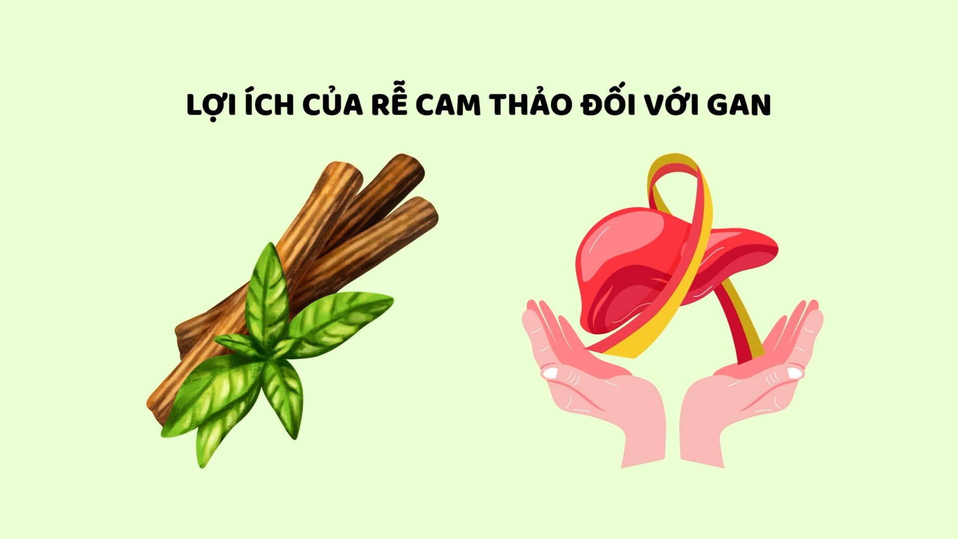 Digale una medicina preciosa que ayude a proteger el higado, desintoxicando de manera efectiva. Graficos: Huyen Trang