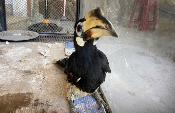Da Nang People descubrio un pajaro raro y alto del vientre blanco. Foto: Mobile Forest Ranger Team y Forest Fire Prevention