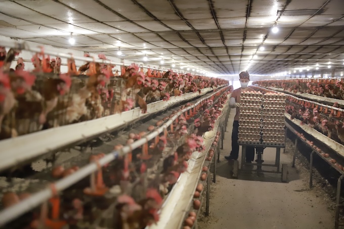 Los rumores de huevos de pollo falsos afectan la produccion y la cria de animales. Foto: Dinh Hiep.