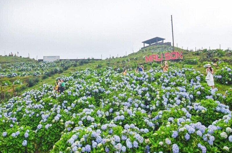 Nhung bong hoa cam tu cau no ro. Anh: NVCC