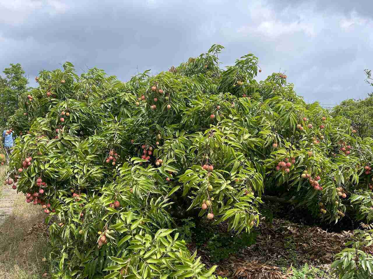 Thanh Ha farmers are ready for the bumper fabric crop. Photo: Mai Huong