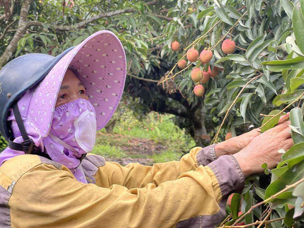 Ba Le Thi Anh cham soc vuon vai cua gia dinh. Anh: Mai Huong