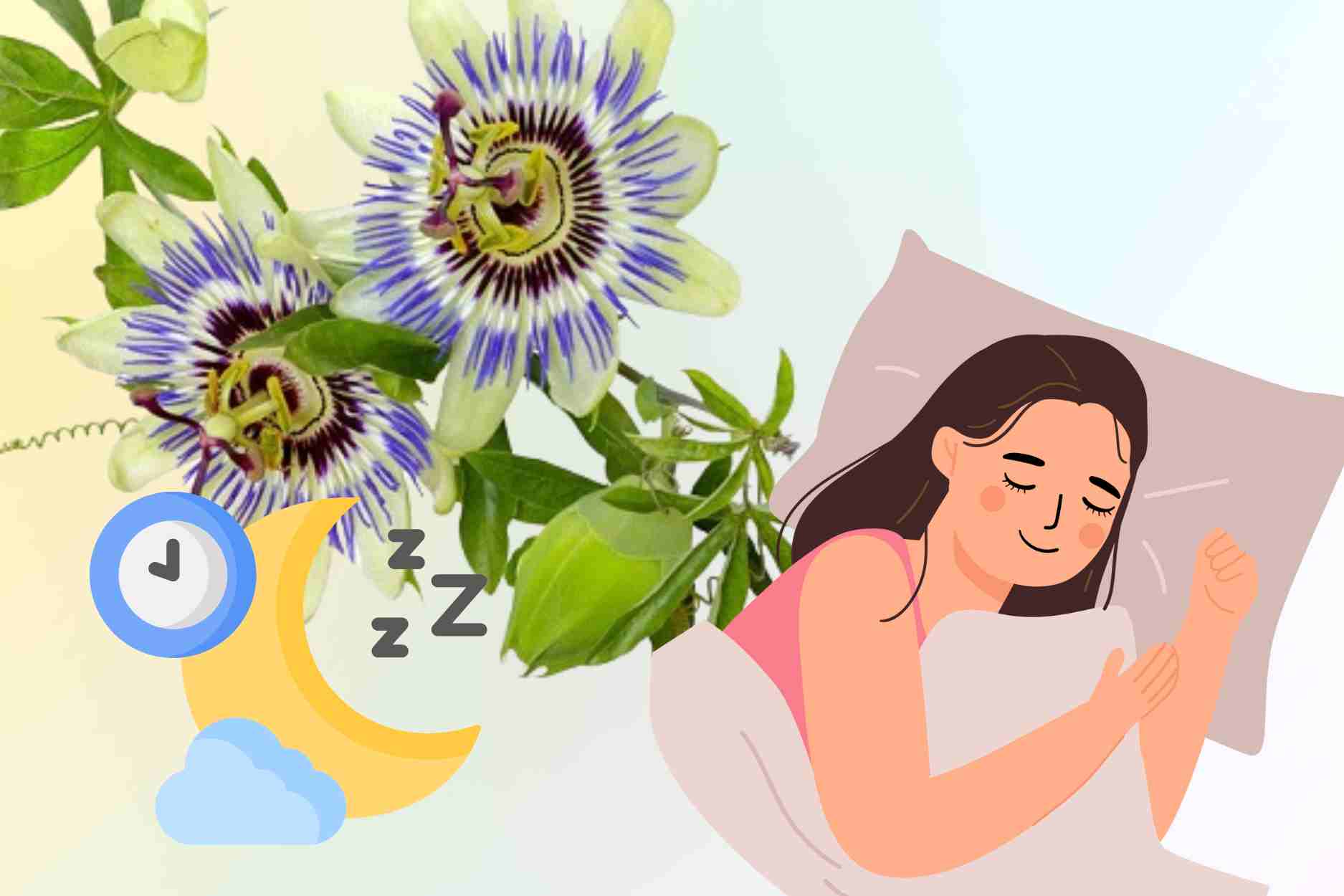 La preciosa medicina tiene el efecto de apoyar el sueño, ayudando a dormir. Grafico: Dinh Dinh