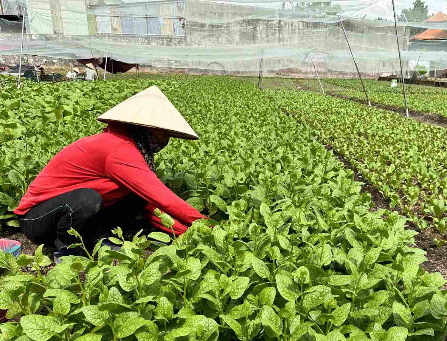 Enterprises proactively build a sustainable supply chain. Photo: Ngoc Le