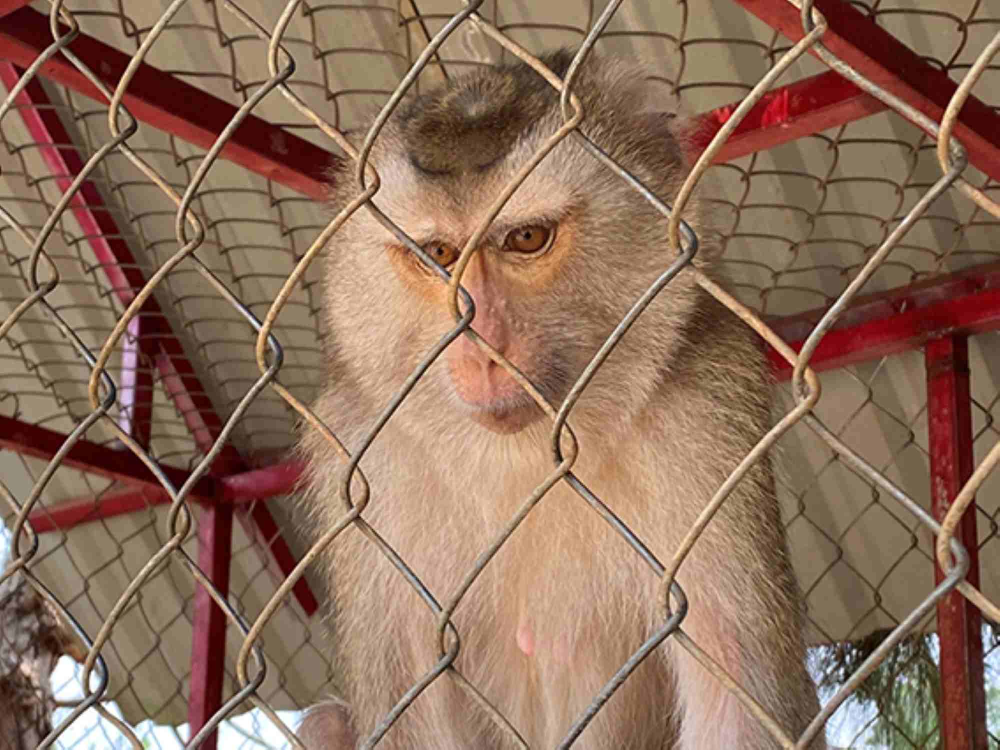 Los expertos advierten el riesgo de infeccion de animales salvajes.  Foto: Thanh hijo