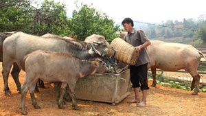 Las minorias etnicas en Yen Bai tomaban prestados prestados prestados prestados para expandir las granjas y desarrollar ganado. Foto: Dong du