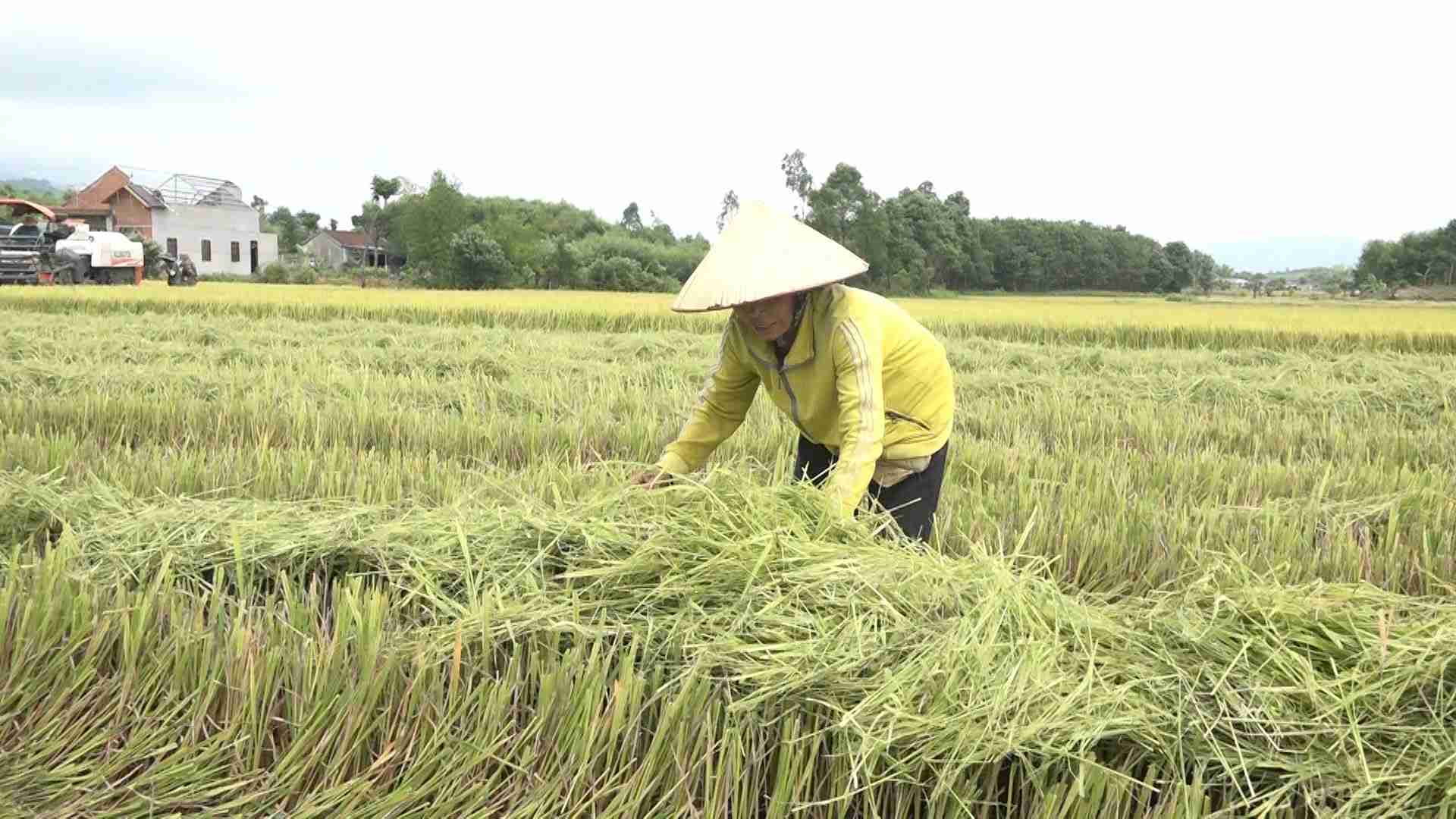 Nguoi dan huyen M'Drak no luc lao dong san xuat. Anh: Bao Trung
