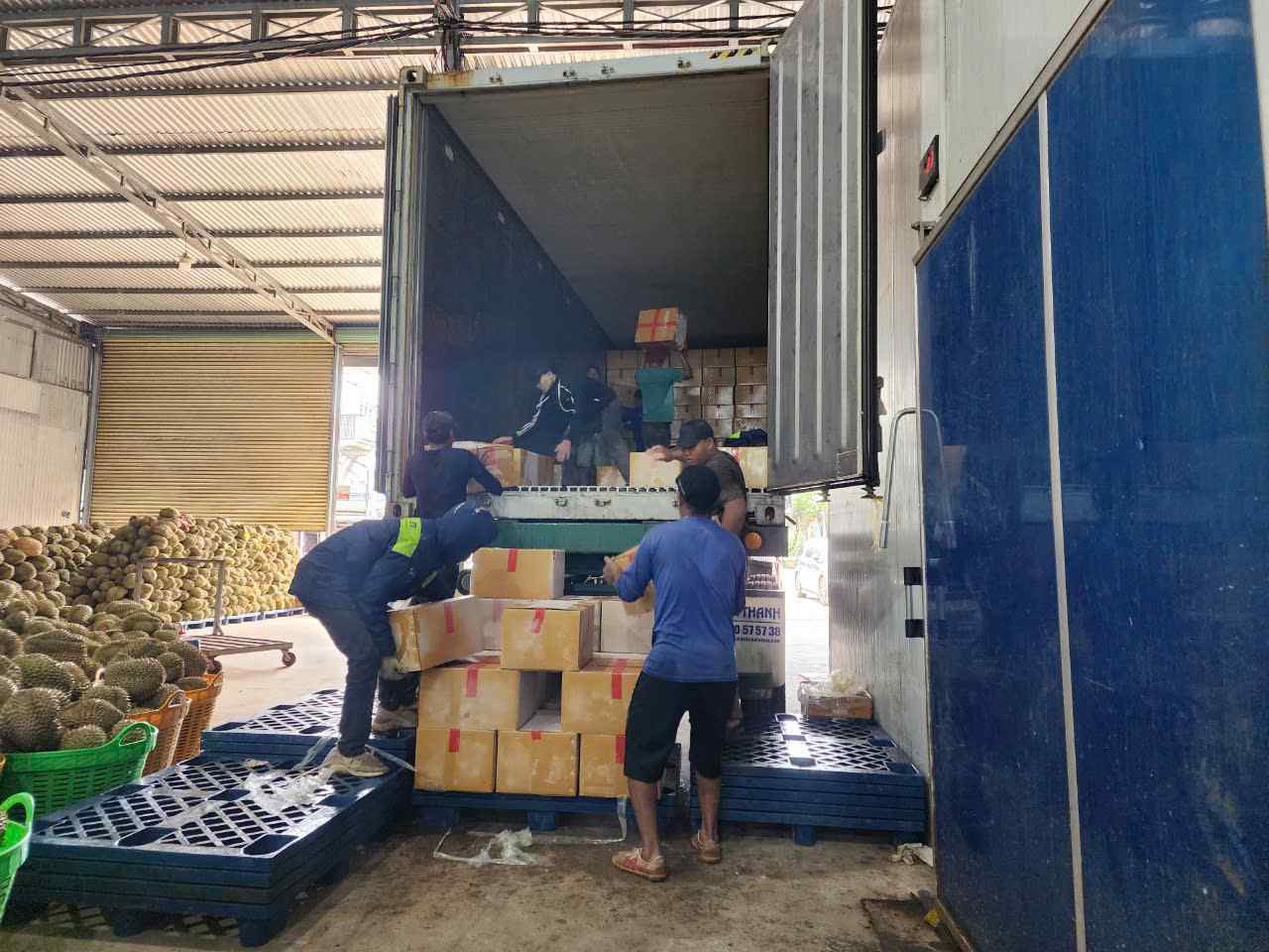 Sau rieng Dak Lak duoc chat len xe container de xuat khau sang nuoc ngoai. Anh: Bao Trung