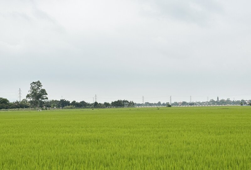 La Ley de Tierras de 2024 estipula que el apoyo a las personas que tienen derecho a la asignacion para la recuperacion de la tierra agricola. Foto: Nguyen Ha